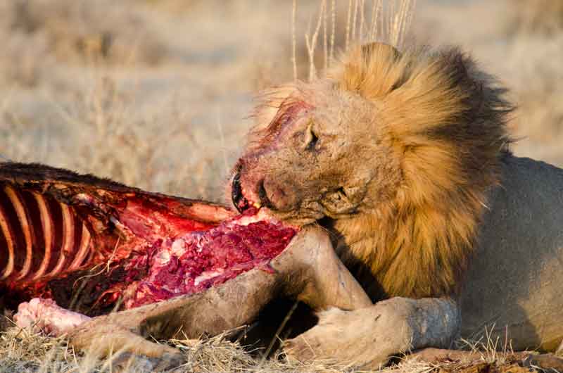 104 - Namibia - leones comiendo - parque nacional de Etosha